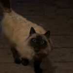 史艾新游《魔咒之地》主角的猫引发关注 官方回应保证不会出事